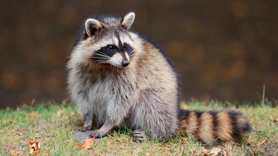 факти про єнотів